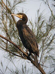 Great cormorant, a common winter visitor. Great Cormorant Mai Po.jpg
