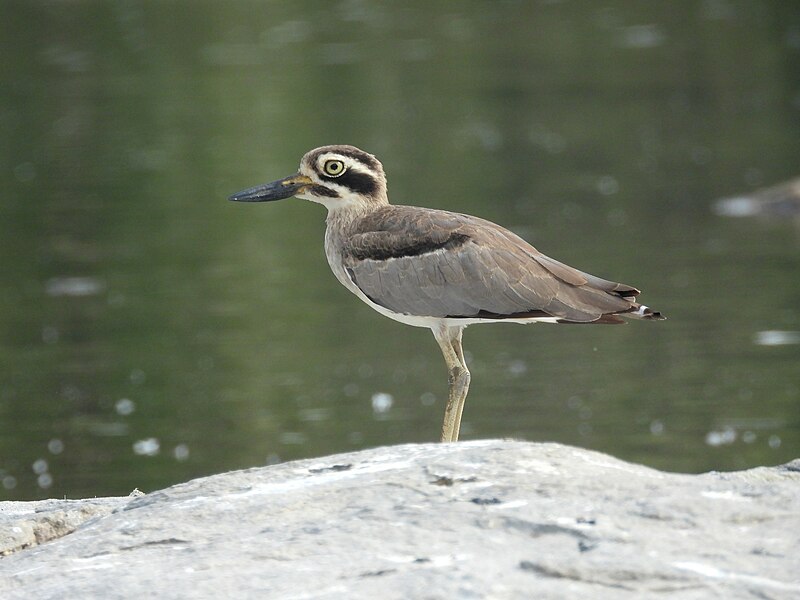 File:Great Thick Knee.jpeg