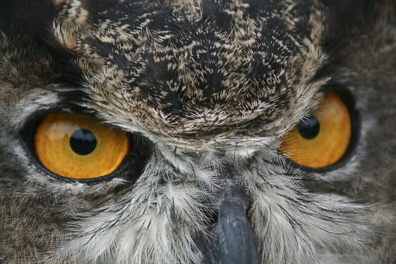 File:Great horned owl (6293628118).jpg