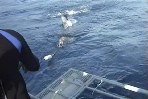 ملف:Great white shark and cage diving 2.wmv.ogv