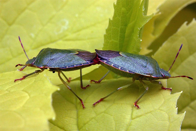 File:Green shield bugs (Palomena prasina) mating.jpg