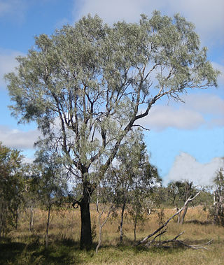 <i>Grevillea striata</i> Species of shrub in the family Proteaceae endemic to Western Australia
