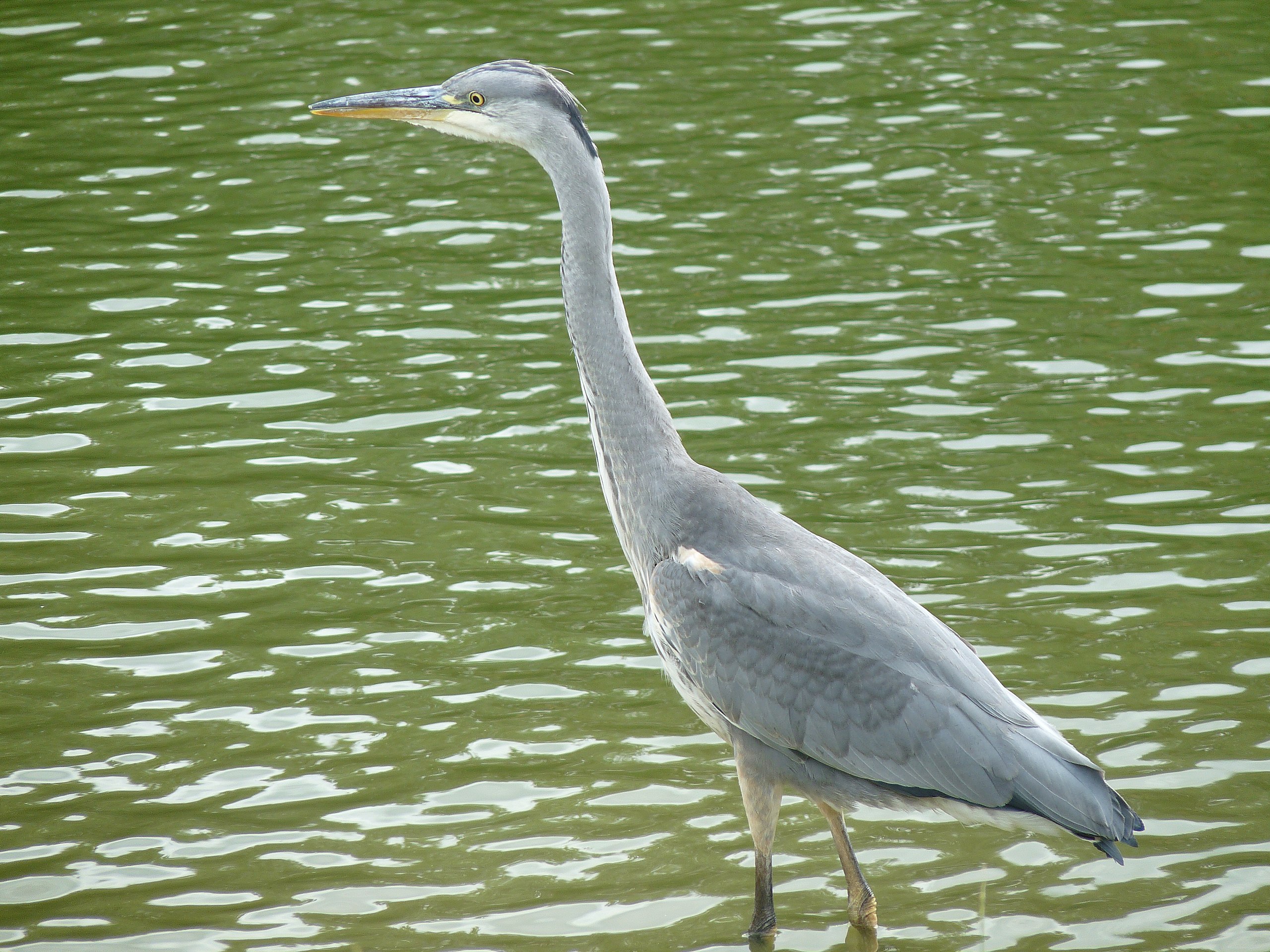 Snowy Egret Identification, All About Birds, Cornell Lab of Ornithology