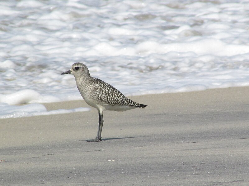 File:Grey Plover (Pluvialis squatarola).jpg