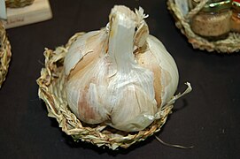 Elephant garlic