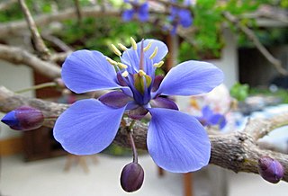 <i>Guaiacum coulteri</i> Species of tree