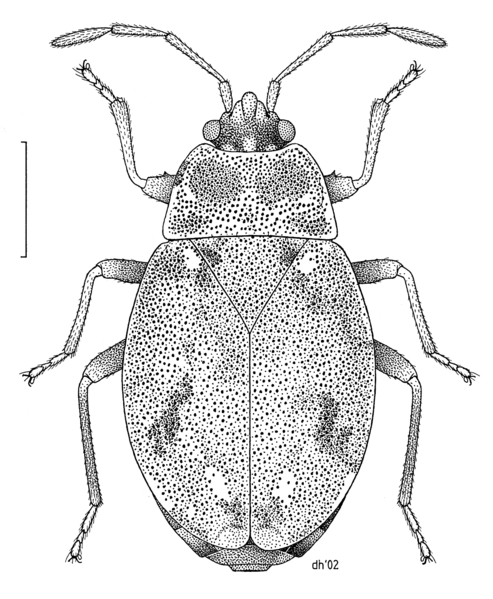 File:HEMI Artheneidae Nothochromus maoricus.png