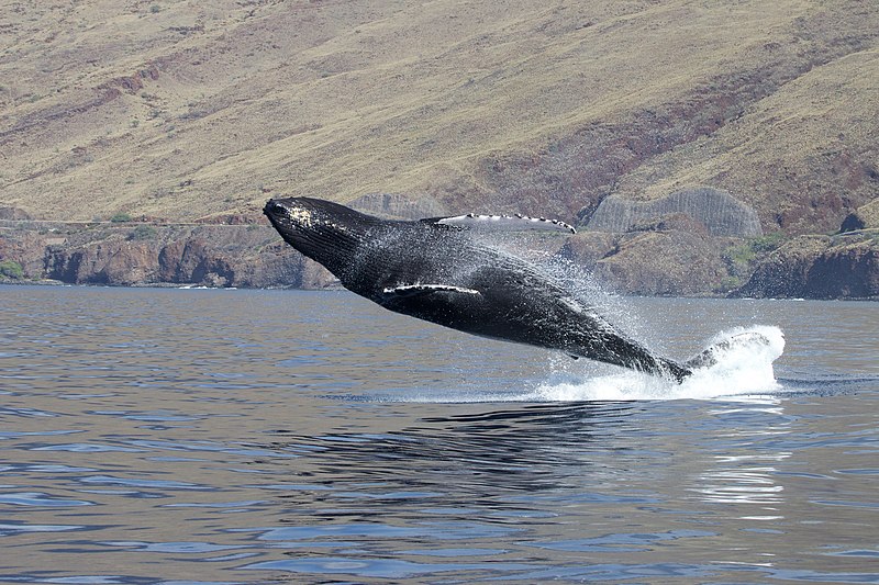 File:HIHWNMS - Humpback Breaching (33591142200).jpg