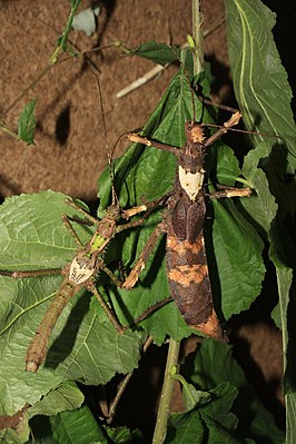 Pair of the Borneo giant ghost insect (Haaniella grayii)