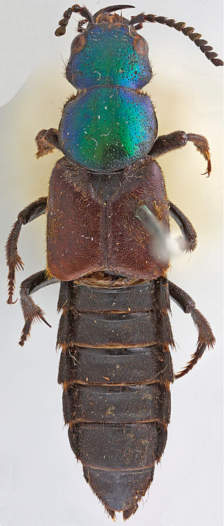 <i>Darwinilus</i> Species of beetle