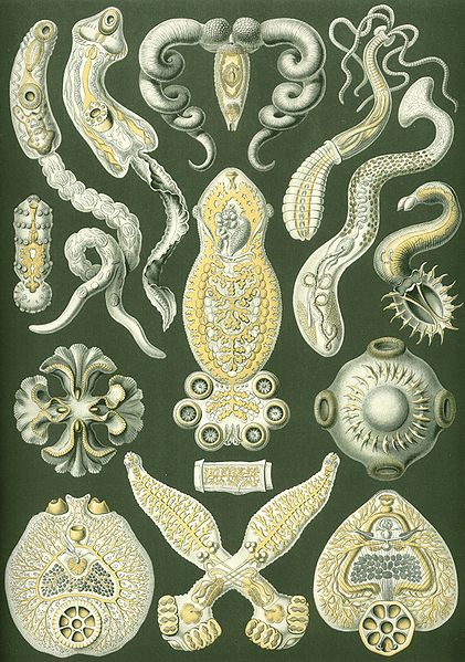 Dosya:Haeckel Platodes.jpg