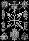 Haeckel Spumellaria.jpg