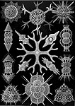 Illustration av andra arter tillhörande radiolarierna med intressanta symmetrier.