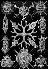 Radiolarians, by Ernst Haeckel (1904)