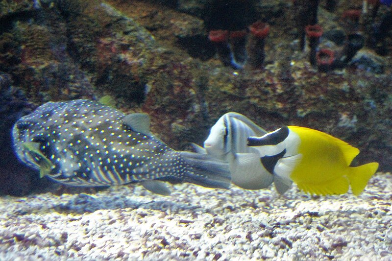 File:Hal - Tetraodon sp., Zebrasoma velifer and Siganus vulpinus - 1.jpg