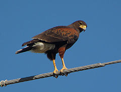 Harris's Hawk eyes me.jpg