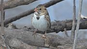 Thumbnail for File:Harris's Sparrow (8133674364).jpg