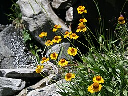 Bigelow sneezeweed (Helenium bigelovii), clump