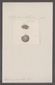 Helix impugnata - - Print - Iconographia Zoologica - Special Collections University of Amsterdam - UBAINV0274 089 01 0076.tif