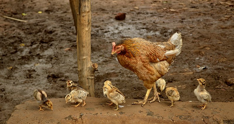 Fail:Hen with chicks, Raisen district, MP, India.jpg