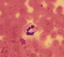 Hepatozoon canis.png