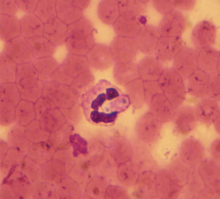 <i>Hepatozoon</i> Genus of single-celled organisms