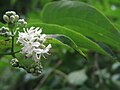 Heptacodium miconioides