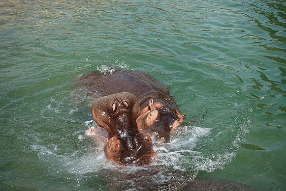 Hippo bros playing in the Dallas Zoo hippo enclosure ∑Hippopotamus Amphibius∑, taken Jun, 14, 2022.