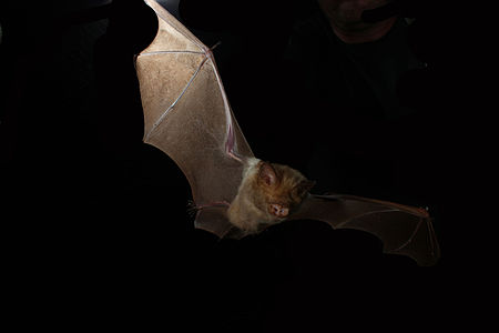 Hipposideros diadema (3933426171) .jpg