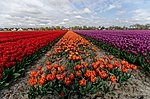 Miniatuur voor Bestand:Hollands Kroon - 't Veld - Rijdersstraat - Panorama View on Tulips 11.jpg