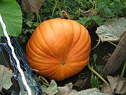Homegrown pumpkin spec. Small atlantic giant 90lbs.jpg
