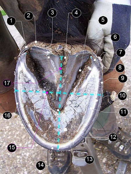 Transitioning barefoot hoof, from below. Details: (1) periople, (2) bulb, (3) frog, (4) central sulcus, (5) collateral groove, (6) heel, (7) bar, (8) 