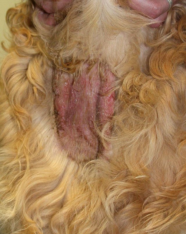 what does a skin infection look like on a dog