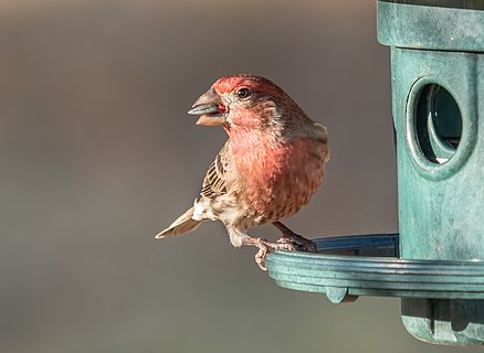 Male house finch at a feeder in New York