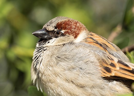 House sparrow male in Central Park