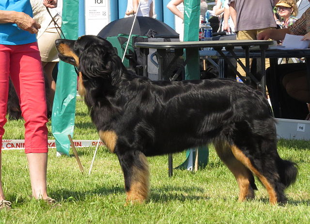 File:Bobtail Moletai May 2014.jpg - Wikimedia Commons