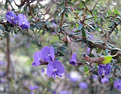 Description de l'image Hovea acanthoclada.jpg.