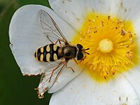 Eupeodes corollae (Syrphidae)