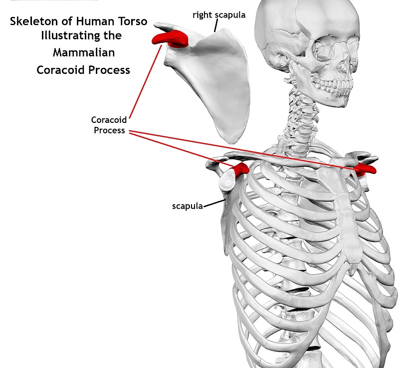 coracoid process of scapula