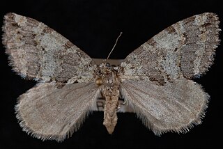 <i>Hydriomena nubilofasciata</i> Species of moth