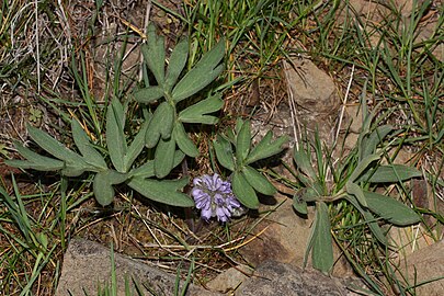 Hydrophyllum capitatum var. capitatum (Wenas Wildlife Area, Washington)