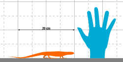 Hylonomus Scale.svg