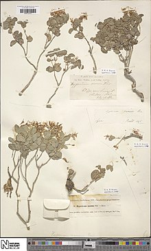 Hypericum nanum.jpg