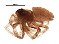 Miniatura para Philodromus minutus