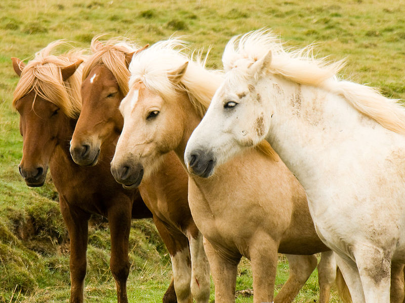 File:Iceland horse herd in August.jpg