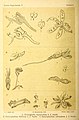 Taeniophyllum filiforme in vol. 2 plate 125 B: Bogor & Kebun Raja Icones Bogorienses Leiden (1897-1914)