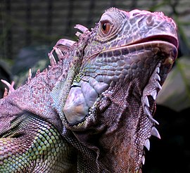 Iguana iguana close up small.jpg