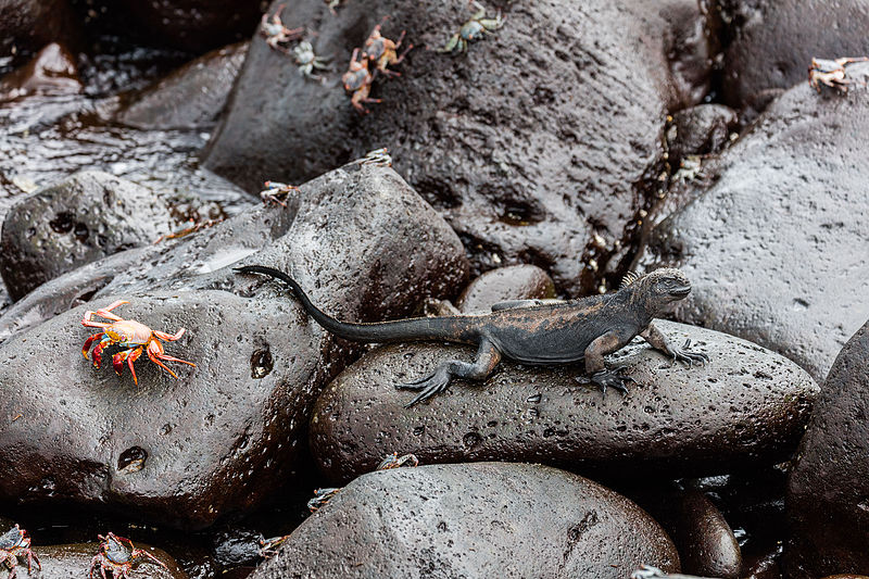 File:Iguana marina (Amblyrhynchus cristatus), isla Lobos, islas Galápagos, Ecuador, 2015-07-25, DD 44.JPG