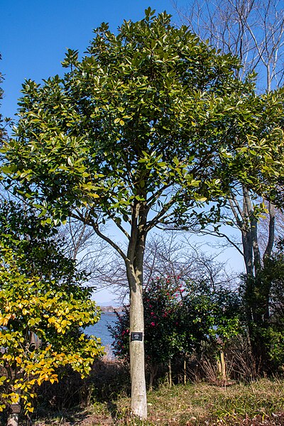 File:Ilex latifolia at Mizunomori Water Botanical Garden.jpg