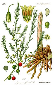 Illustration Asparagus officinalis0b.jpg